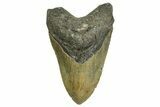 Huge, Fossil Megalodon Tooth - North Carolina #371297-1